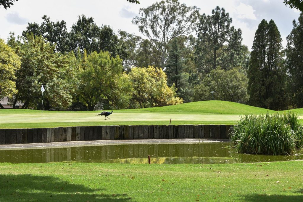 #1 best golf and country club benoni gauteng east rand south africa